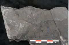 Foto (Detailansicht) von Neuropteris sp.  (NHMW-GEO-2024-0188-10688)